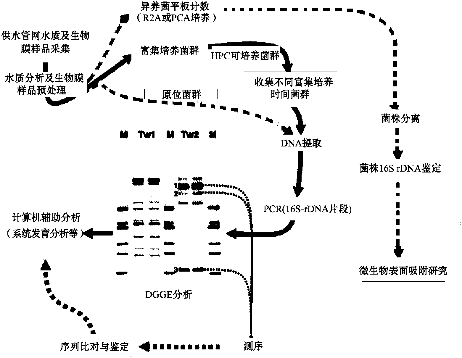 第二節(jié) 上海供水管網(wǎng)管壁微生物的生長特征